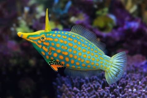 12 Of The Most Beautiful Fishes From The Philippines Owlcation