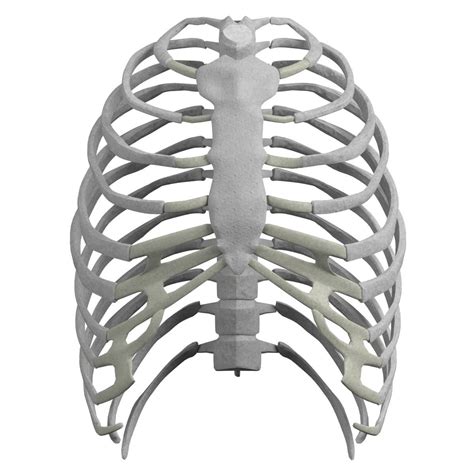 Anatomy Rib Cage The Thoracic Cage Scientist Cindy This Is A Print Of An Original