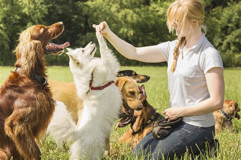 Pets best is one of the few pet insurance companies that offers wellness plans in addition to our comprehensive accident and illness coverage to help budget for your pet's expected vet bills. Choosing The Best Dog Trainer | Figo Pet Insurance
