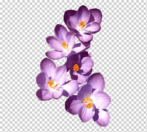Flores moradas lila morado planta herbácea sencillo Violeta png