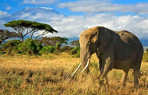 16 Top Rated Tourist Attractions In Kenya Planetware