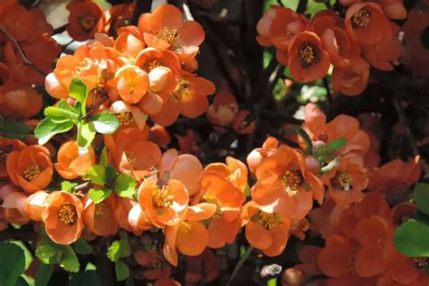 8 Orange Flowering Shrubs With Pictures Plantglossary