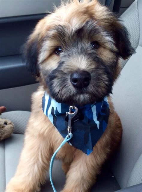 Rory a soft coated wheaten terrier puppy #wheaten #terrier Wheaten