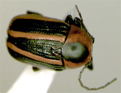 Leaf Beetle Bassareus Lituratus Bugguidenet