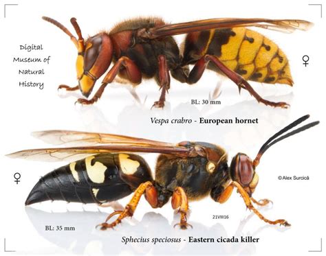 Local Bug Id European Hornet Vs Eastern Cicada Killer R Charlotte