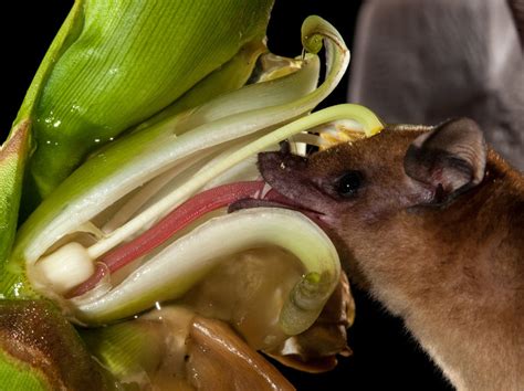 Bats Like Their Plant Nectar Sweet — Though Maybe The Plants Know
