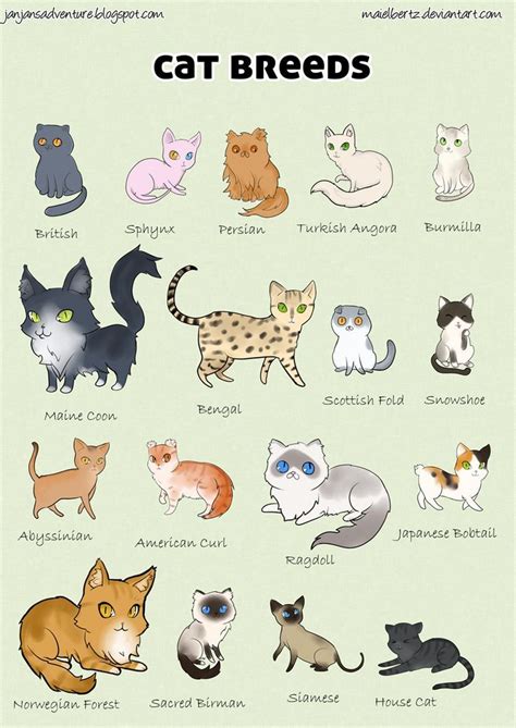 Cat Breed Poster By Maielbertzdevian Cat Breeds Cat Care Cats