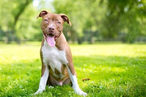 Frequently Asked Questions About Pit Bulls Critter Culture