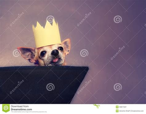 A Cute Chihuahua With A Crown On Stock Image Image Of Purebred Mutt