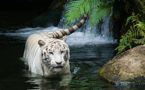 Beautiful White Tiger Wallpaper