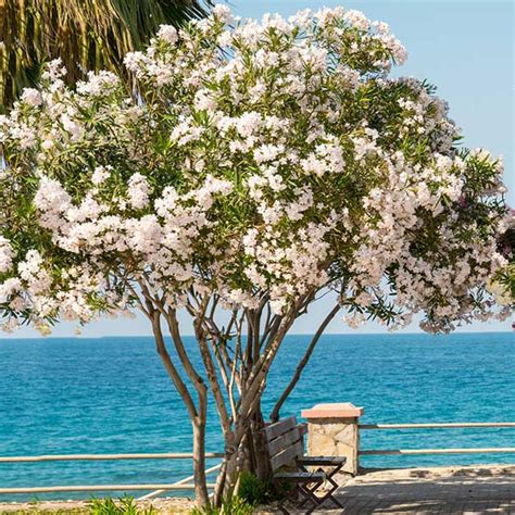 White Nerium Oleander Trees For Sale