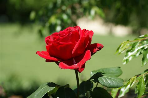 Natural Red Rose Image Awesome Red Rose 645