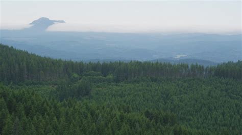 5k Stock Footage Aerial Video Fly Over Evergreen Forest To Approach A