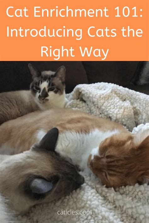 Enhance your environment to keep your cats healthy indoors!. How to Introduce Cats: 8 Easy Steps to a Happy Household ...