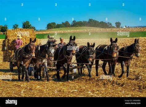 Amish farmers harvesting hay, Lancaster county Pennsylvania Stock Photo