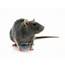 Norway Rat Pest Control  Stop Bugging Me –