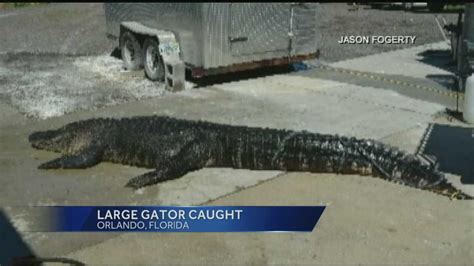 Another Giant Alligator Was Caught In Florida Recently