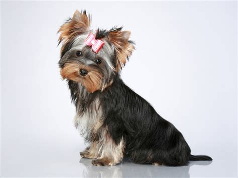 Especialidades De Cães Respondida