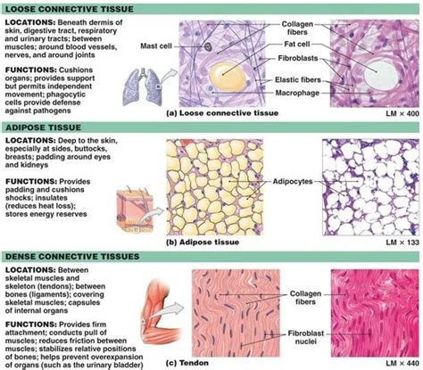8 Best Images About Bio On Pinterest Endocrine System