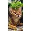 Cute Cat Wallpapers — Energize Your Phone’s Screen  I Like Cats Very Much