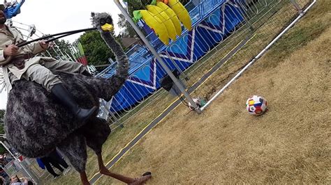 Ostrich Kicking Soccer Ball Youtube