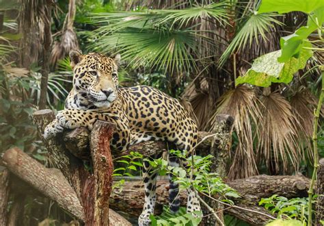 The jaguar (panthera onca) is a big cat, a feline in the panthera genus, and is the only extant panthera species native to the americas. Jaguar Animal Facts - Animal Sake