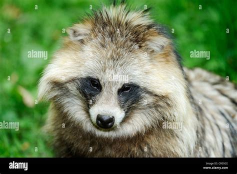 Raccoon Dog Tanuki Or Magnut Nyctereutes Procyonoides Portrait