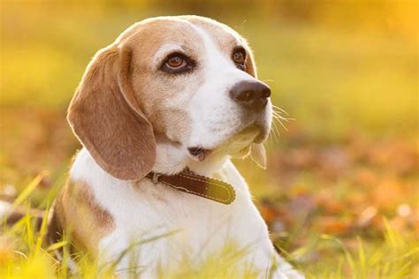 How much to feed a puppy. How Much Should a Beagle Eat? Adult & Puppy Feeding Charts