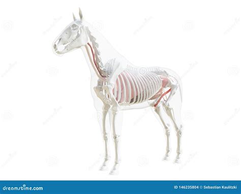 Horse Esophagus Horse Equus Anatomy Isolated On White Royalty Free