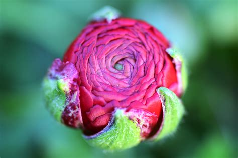 Hình ảnh Thiên Nhiên Thực Vật Nhiếp ảnh Cánh Hoa Bông Hồng Mùa