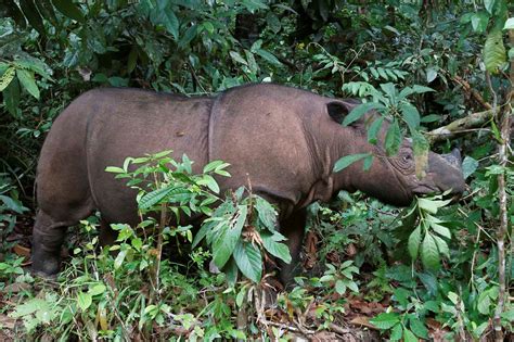 Sumatran Rhino Officially Extinct In Malaysia