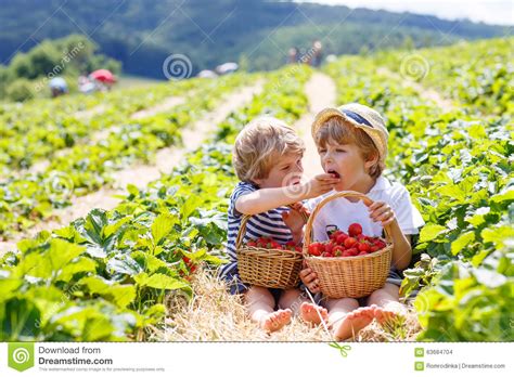 Two Little Sibling Boys On Strawberry Farm In Summer Stock Photo