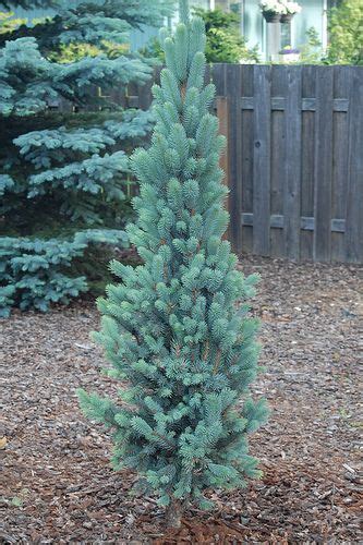 Columnar Colorado Blue Spruce Evergreen Shrubs