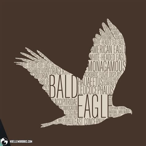 Print: Bald Eagle - Noelle M. Brooks