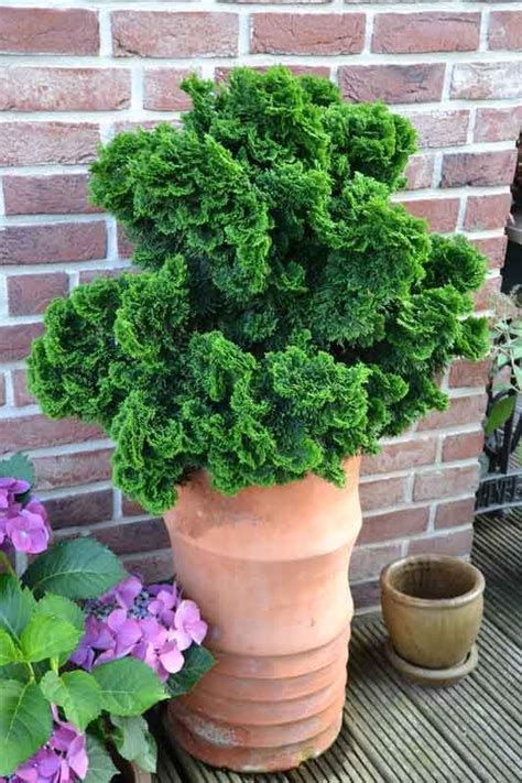 Chamaecyparis Obtusa Nana Gracilis En Pot De 30 40 L — Plantamus