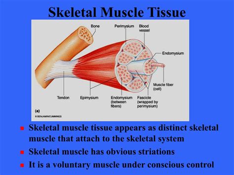 Ppt Muscle Tissue Powerpoint Presentation Free Download Id5393976