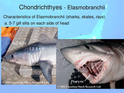 Chondrichthyes Ppt Download