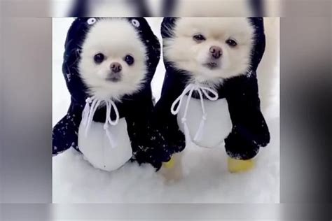 雪堆里的企鹅小狗可可爱爱摇摇脑袋盗版企鹅也超级可爱