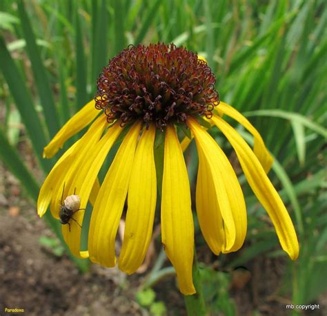 Coneflowers Plant Care And Collection Of Varieties