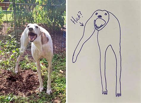 How to draw animals as humans. This Person Tried To Draw Their Dog And Now People Can't Get Enough Of Their Doodles | DeMilked