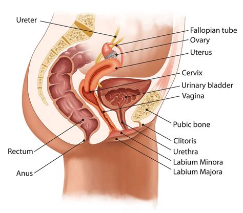 Anatomic Model Of Female Reproductive Organ Uterus Vagina Female Womb Model Human Anatomy Model