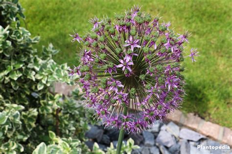 Allium Flower Bulbs How To Plant Grow And Core For