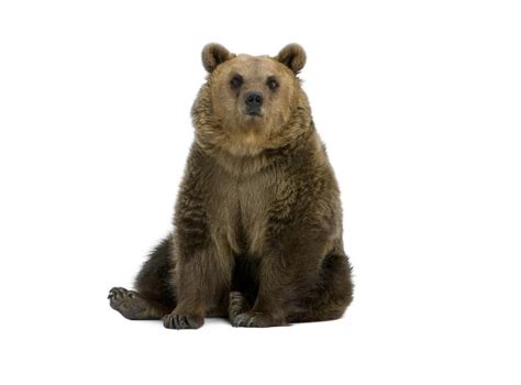 Urso Pardo Características Alimentação E Habitat