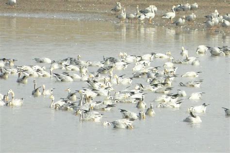 101 Lakh Migratory Birds Spotted In Hps Pong Dam This Year The
