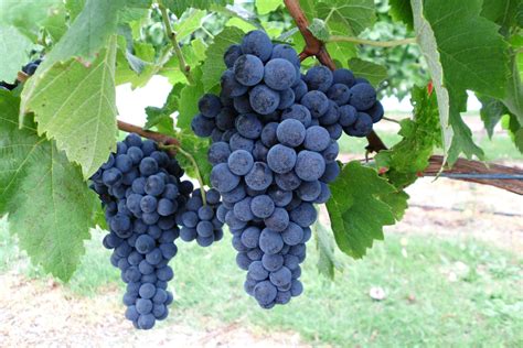 Wild grape vine (vitis riparia) is wild, edible and nutritious food. Alternative wine grape evaluation in Manjimup ...