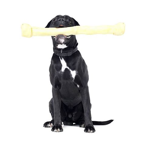 Big Dog With Bone Stock Photos Pictures And Royalty Free Images Istock
