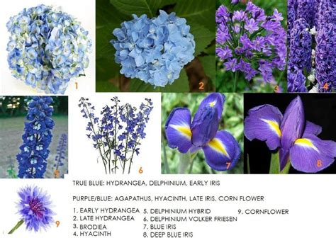 Helpful Chart Listing Naturally Blue Flowers Types Of