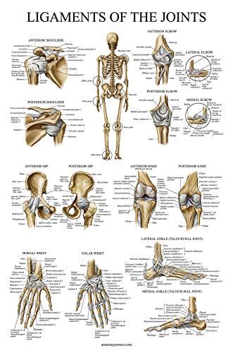Fortunately, there ways to manage it. Laminated Anatomy and Injuries of The Shoulder Poster - Shoulder Joint Anatomical Chart - Manhox
