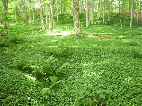 Invasive Ground Covers Ontarios Invading Species Awareness Program