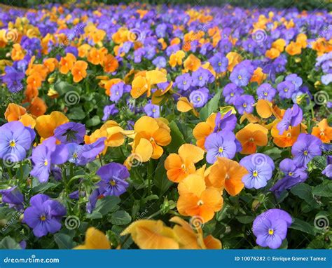 Flores Coloridas Foto De Stock Imagem De Alaranjado 10076282